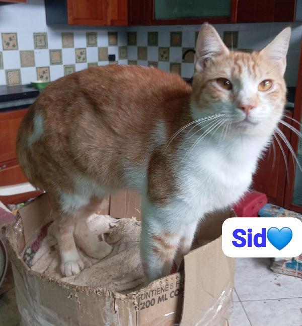 Sid gattino in adozione Foto 4
