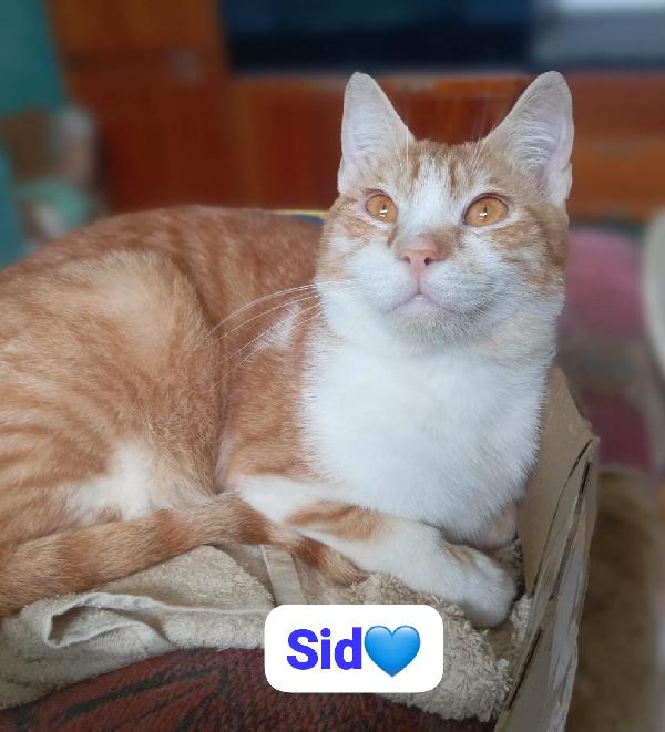 Sid gattino in adozione Foto 5