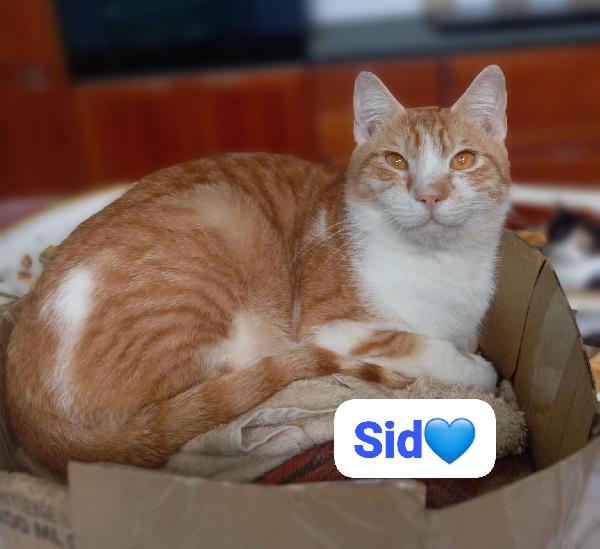 Sid gattino in adozione Foto 6