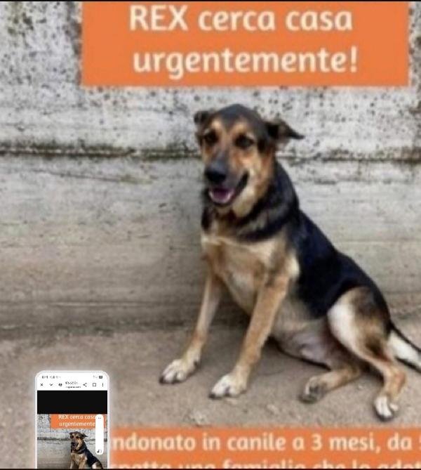 Rex Simil Pastore 5/6Anni Mollato A 3Mesi In Canile Caserta