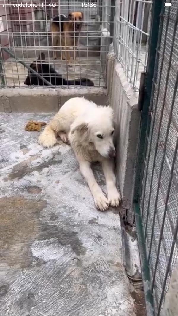 Dalila Ha Perso Le Speranze 