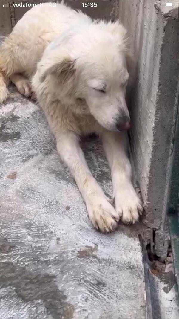 Dalila ha perso le speranze  Foto 2