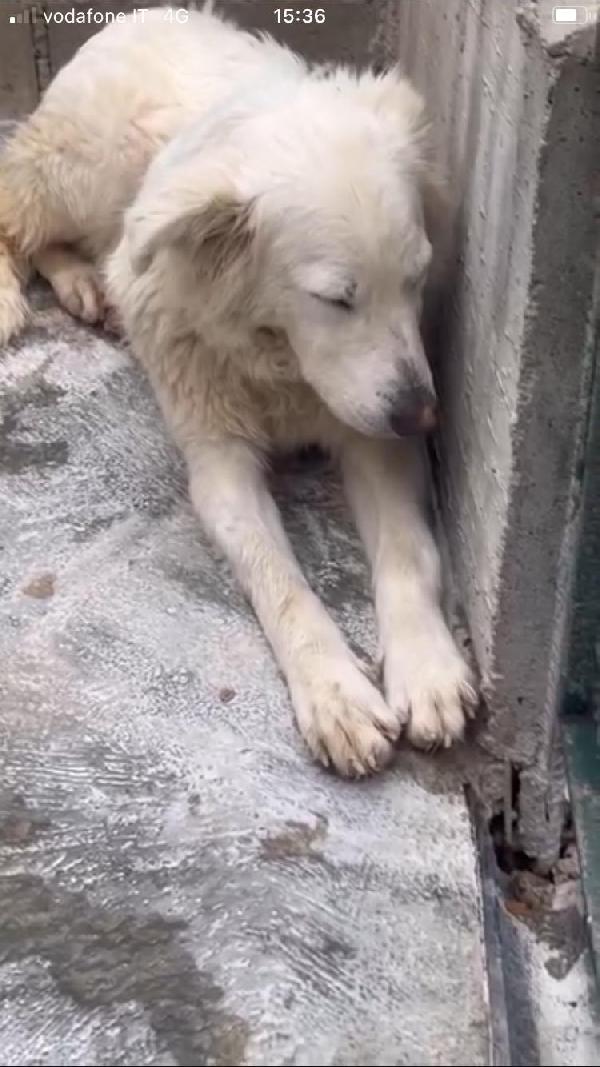 Dalila ha perso le speranze  Foto 3