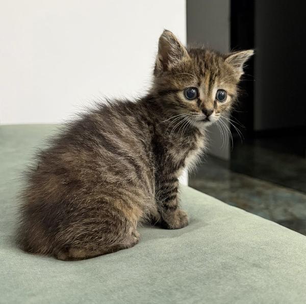 Cloe splendida micina tigrata Foto 5