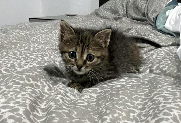 Cloe splendida micina tigrata Foto 7