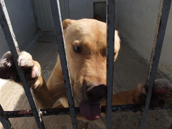 Romeo pieno di voglia di vivere Foto 2