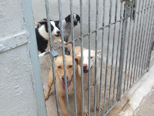 Romeo pieno di voglia di vivere Foto 8