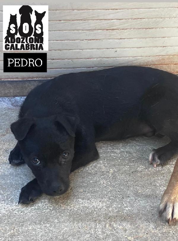 Pedro