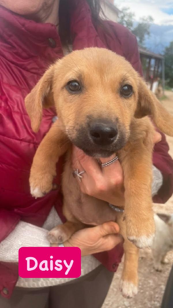 6 cucciole 14-15 kg  Foto 6
