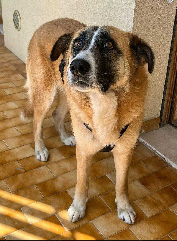 Ambra 4 Anni Taglia Grande 