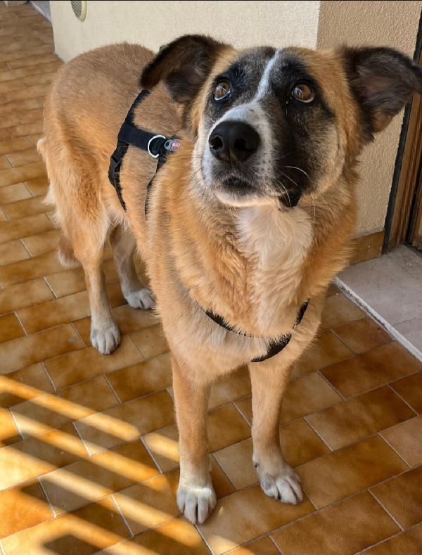 Ambra 4 anni Taglia grande  Foto 3