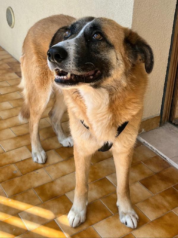 Ambra 4 anni Taglia grande  Foto 6