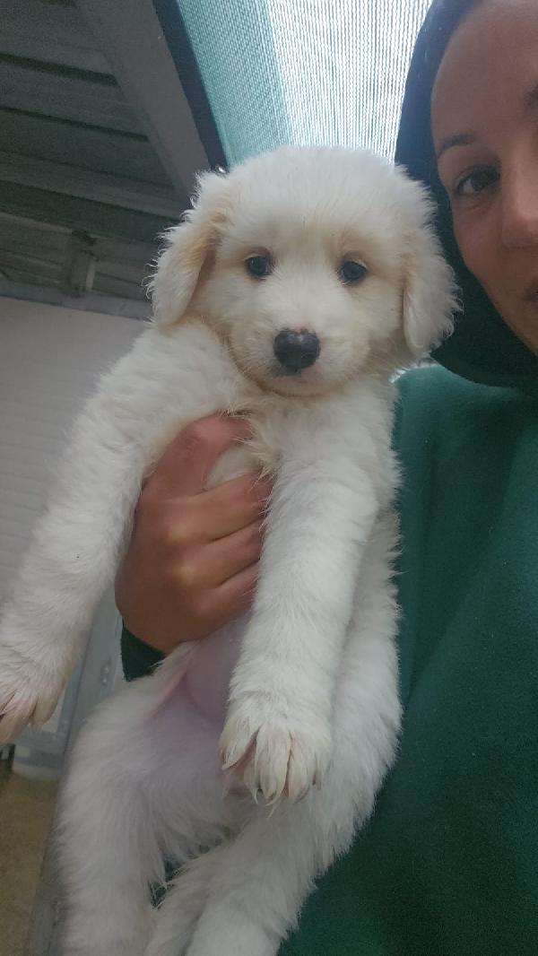 Freya: 2 Mesi Taglia Media 