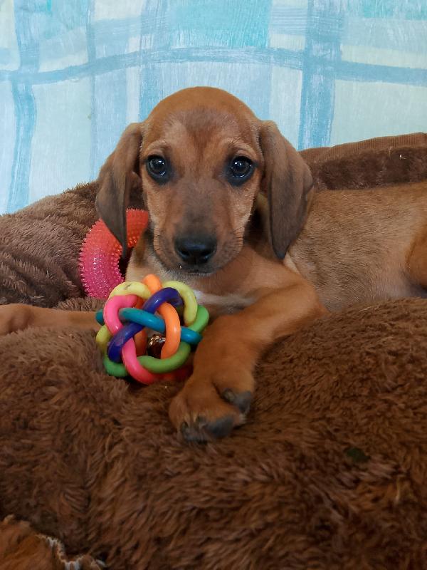 Cuccioli Senza Richieste Rischiano Il Canile