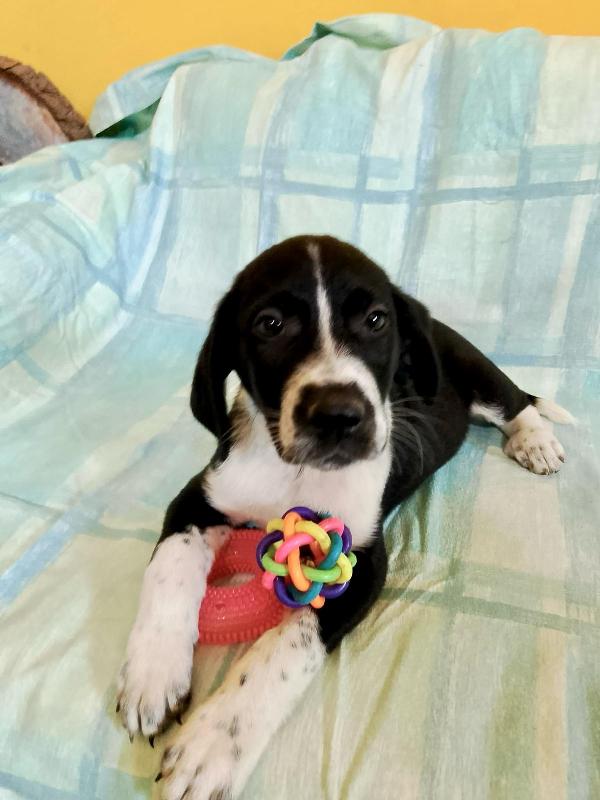 Cuccioli senza richieste rischiano il canile Foto 2
