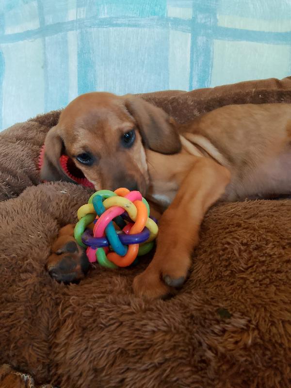 Cuccioli senza richieste rischiano il canile Foto 3