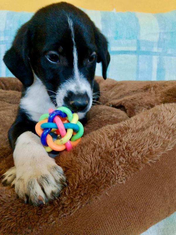 Cuccioli senza richieste rischiano il canile Foto 4