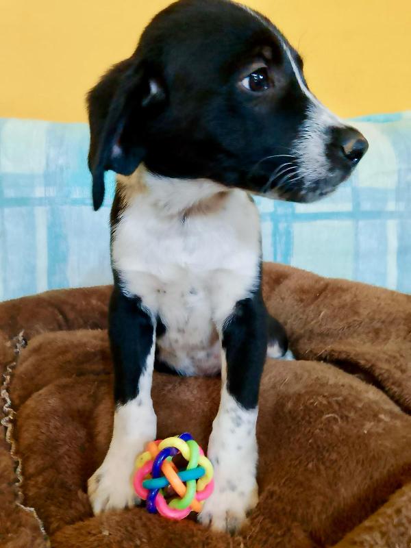 Cuccioli senza richieste rischiano il canile Foto 5