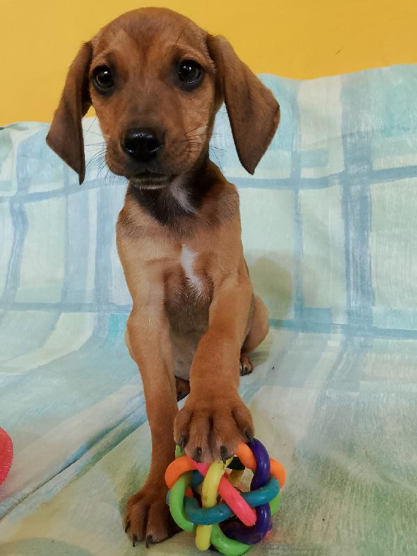 Cuccioli senza richieste rischiano il canile Foto 6
