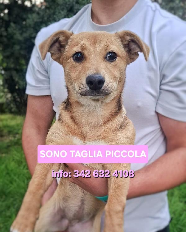 Gocciola...un Dolcetto Di 4 Mesi