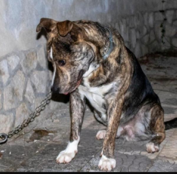 Tigro 2Anni Splendido Dal Divano Al Box.abruzzo