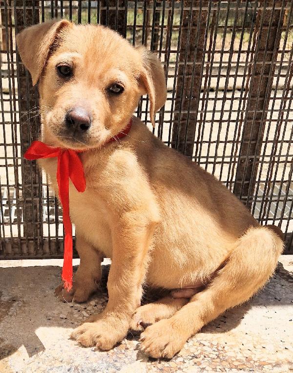 CHOCO,IN CANILE,ADOTTABILE IN TUTTA ITALIA! Foto 2