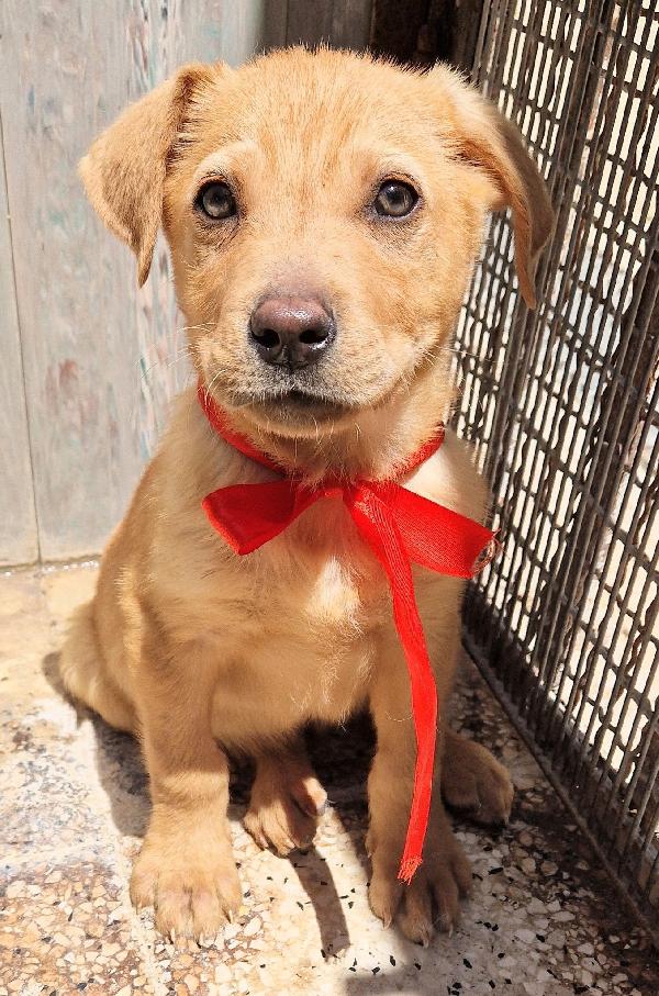 CHOCO,IN CANILE,ADOTTABILE IN TUTTA ITALIA! Foto 3