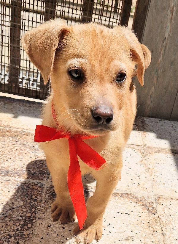 CHOCO,IN CANILE,ADOTTABILE IN TUTTA ITALIA! Foto 4