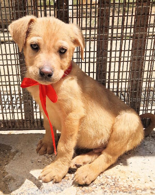 CHOCO,IN CANILE,ADOTTABILE IN TUTTA ITALIA! Foto 5