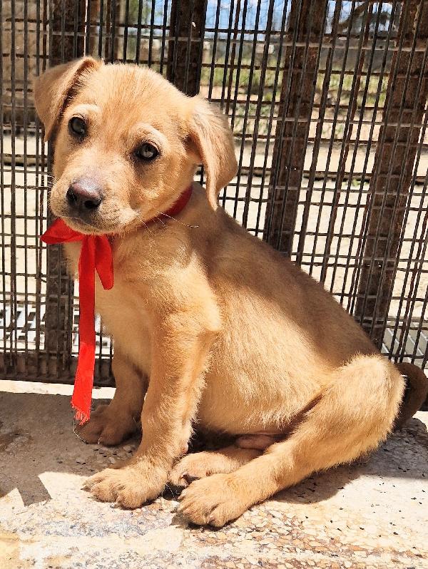 CHOCO,IN CANILE,ADOTTABILE IN TUTTA ITALIA! Foto 6