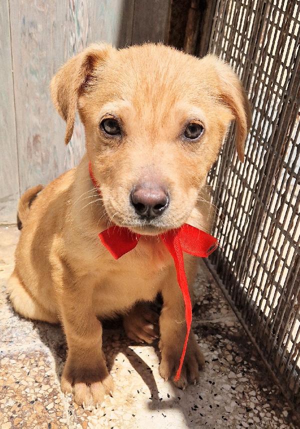 CHOCO,IN CANILE,ADOTTABILE IN TUTTA ITALIA! Foto 7