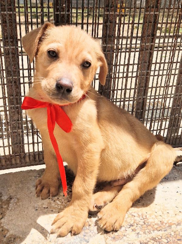 CHOCO,IN CANILE,ADOTTABILE IN TUTTA ITALIA! Foto 8