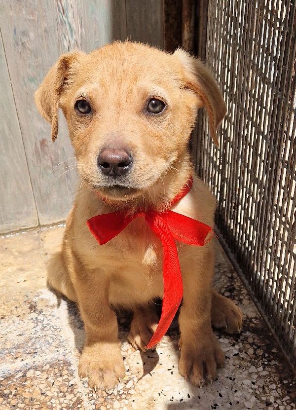 CHOCO,IN CANILE,ADOTTABILE IN TUTTA ITALIA! Foto 10