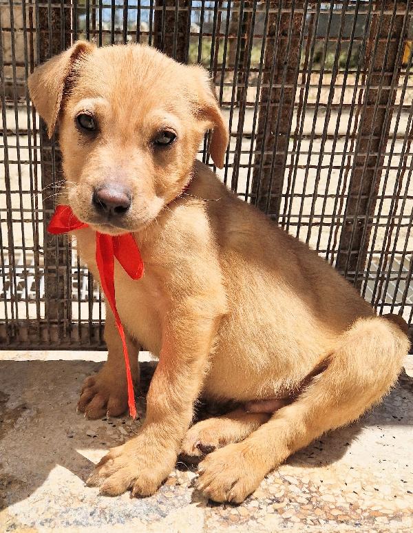 CHOCO,IN CANILE,ADOTTABILE IN TUTTA ITALIA! Foto 12