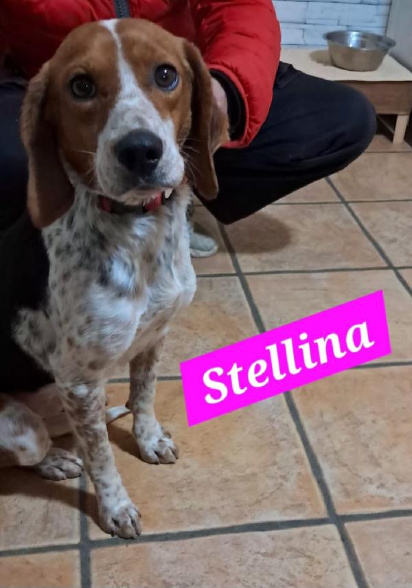 Mix Beagle Femmina 2Anni Kg10 Salvata Da 1Nubifragio