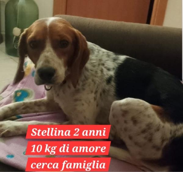 Mix Beagle femmina 2anni kg10 salvata da 1nubifragio Foto 2
