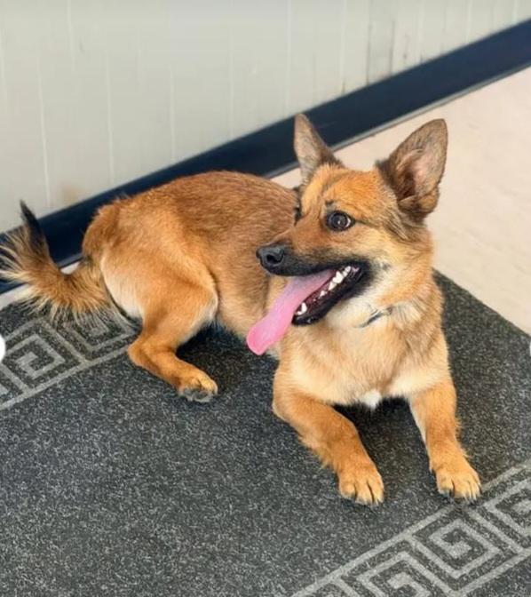 Milo 2Anni E 1/2 Kg6 Tolto Dal Canile.campania