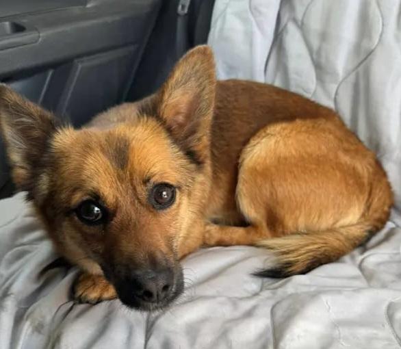 Milo 2anni e 1/2 kg6 tolto dal canile.CAMPANIA Foto 2