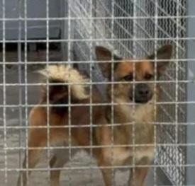Milo 2anni e 1/2 kg6 tolto dal canile.CAMPANIA Foto 3