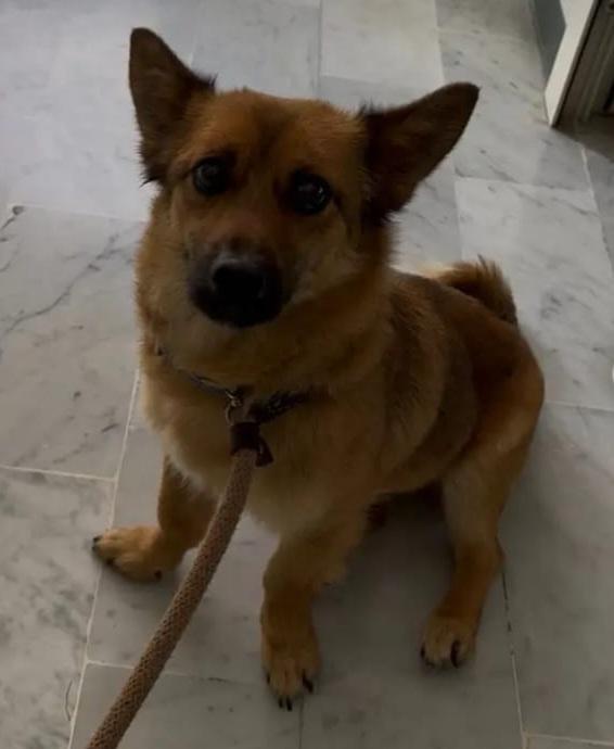 Milo 2anni e 1/2 kg6 tolto dal canile.CAMPANIA Foto 4