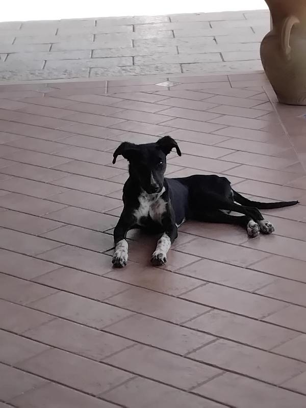 Cucciola Nera Non La Vogliono!!! Sicilia Urgenteee
