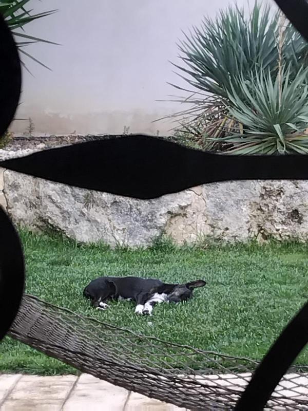 Cucciola nera NON LA VOGLIONO!!! SICILIA URGENTEEE Foto 2