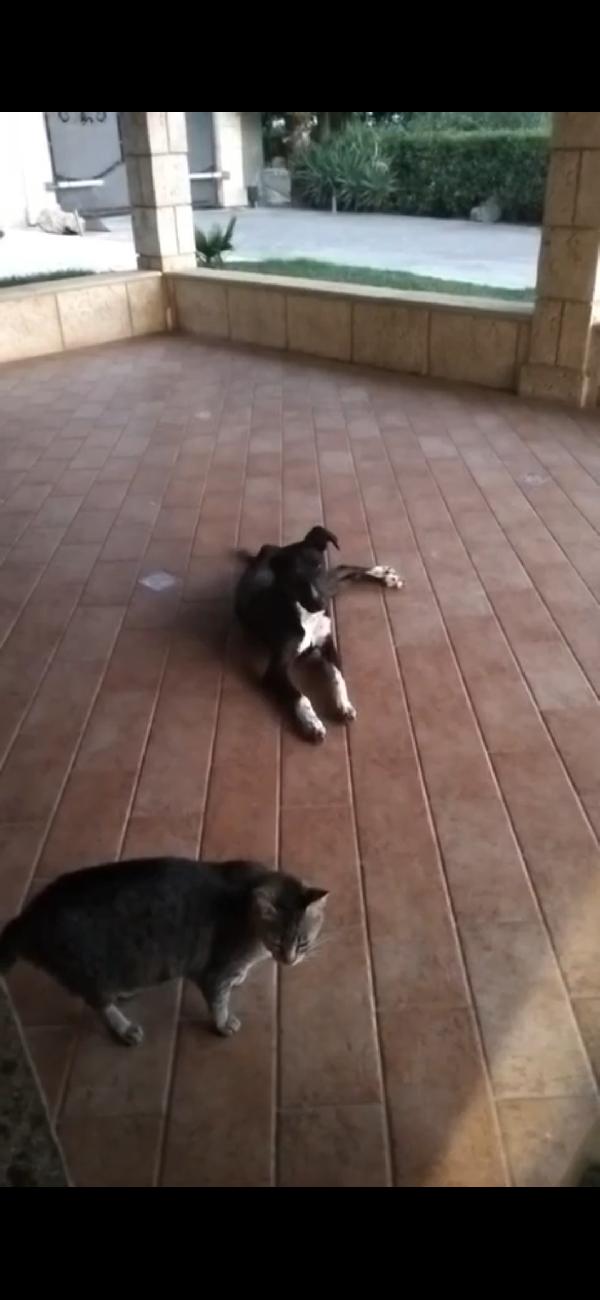 Cucciola nera NON LA VOGLIONO!!! SICILIA URGENTEEE Foto 3