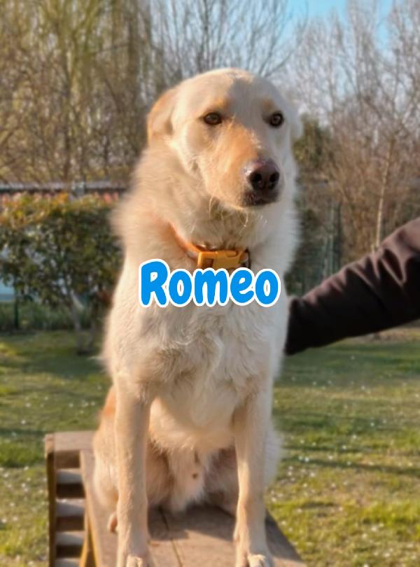 Romeo💜🐾💜