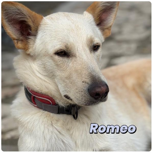 Romeo💜🐾💜 Foto 3