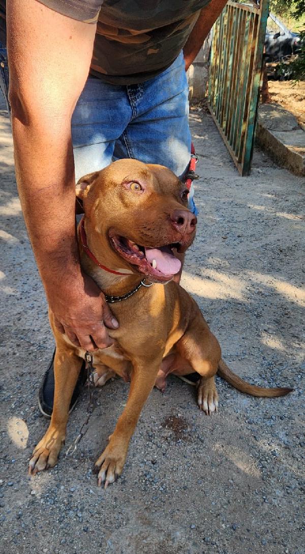 Pitbull Red Nose femmina 2anni e 1/2 salvata da fame e sete! SUD Foto 2