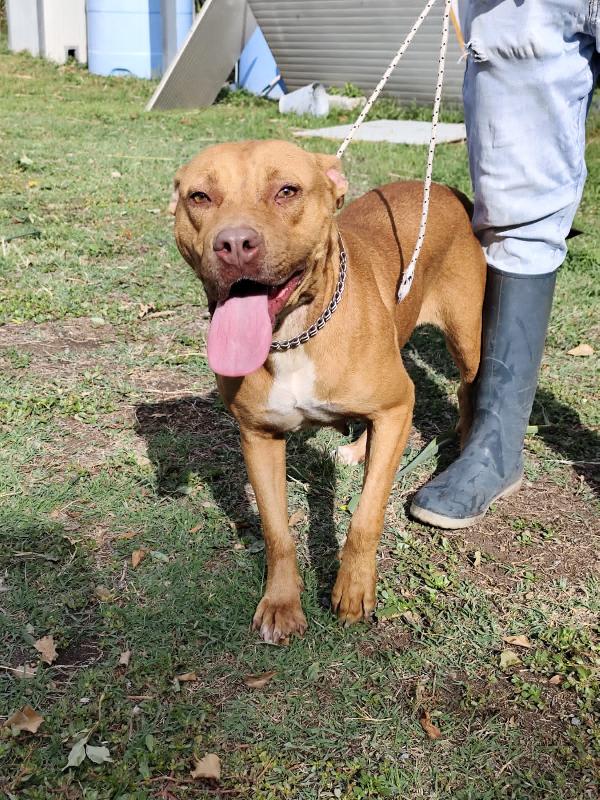 Pitbull Red Nose Femmina 2Anni E 1/2 Salvata Da Fame E Sete! Sud