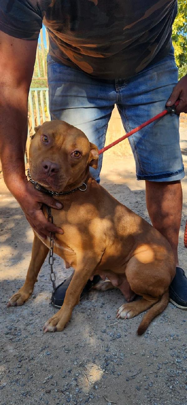 Pitbull Red Nose femmina 2anni e 1/2 salvata da fame e sete! SUD Foto 3