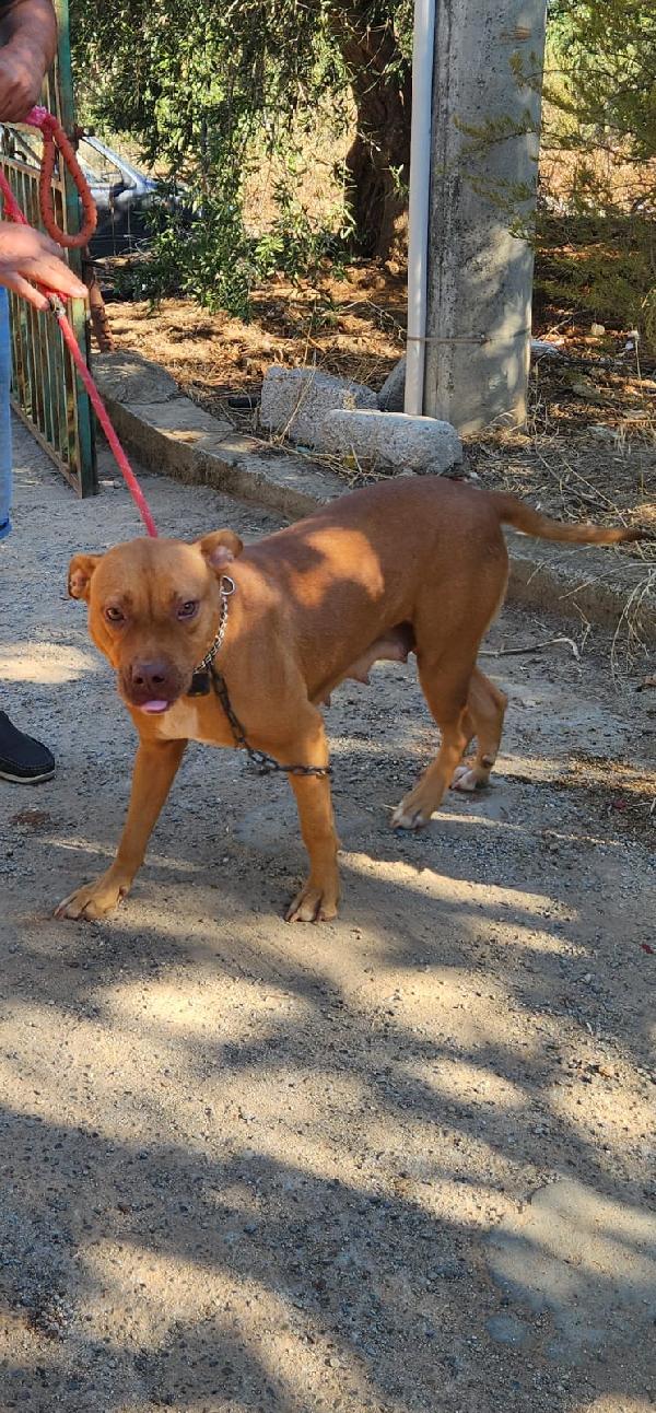 Pitbull Red Nose femmina 2anni e 1/2 salvata da fame e sete! SUD Foto 4