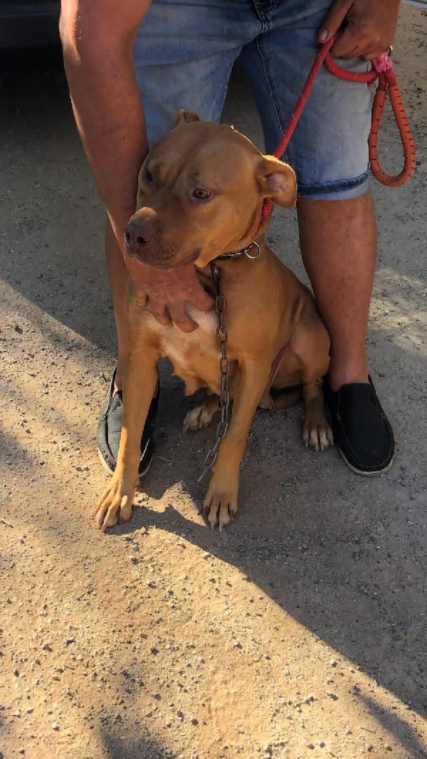 Pitbull Red Nose femmina 2anni e 1/2 salvata da fame e sete! SUD Foto 5